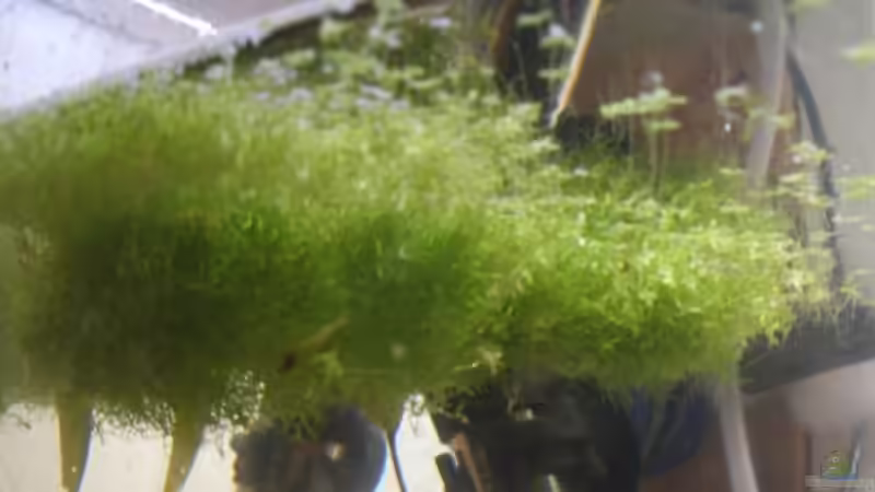 Schwimmendes Javamoos von Daniel (4)