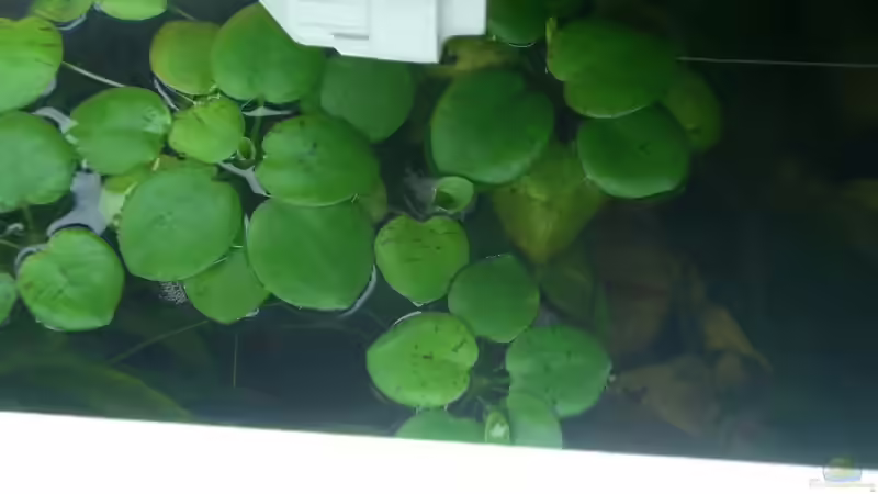 Schwimmer gehalten mit Nylonschnur von KaSa (6)