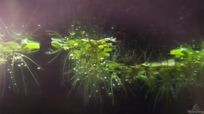 Schwimmfarn - Salvinia von Jana_ (4)