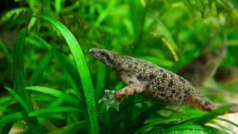 Schwimmhäute an den Vorderfüßchen = Zwergkrallenfrosch. Keine Schwimmhäute = von Denise83 (27)