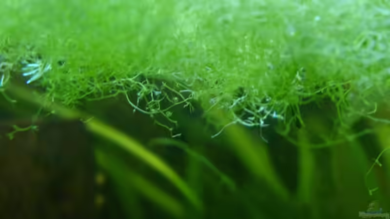 Schwimmpflanze, deren Namen ich noch recherchieren muss von Lee Kienle (17)