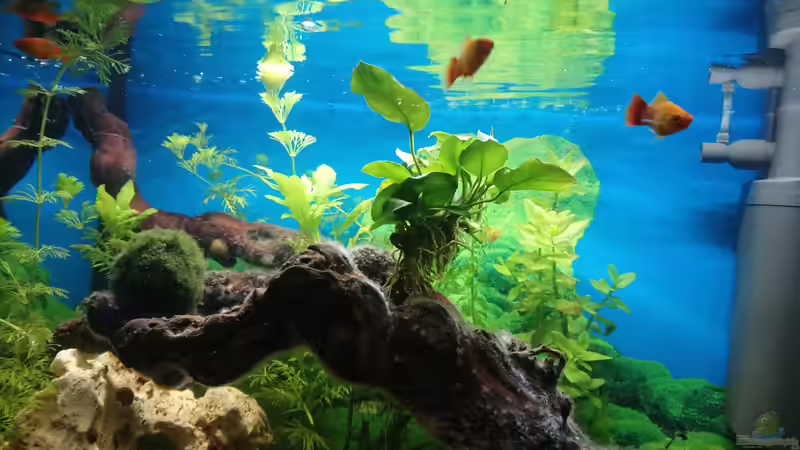 Schwimmpflanze am Ast befetigt. Hat aber nicht lange gehalten. von Papili (4)