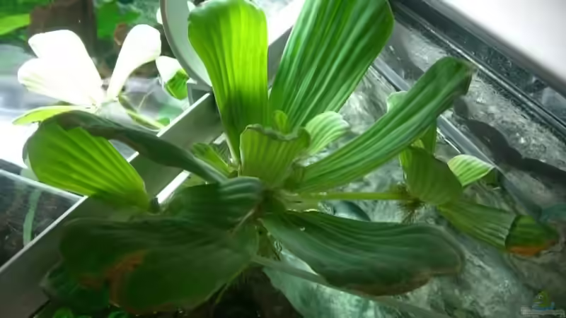 Schwimmpflanze von Jörg Schneider (10)