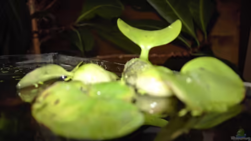 Schwimmpflanze von Lorenz Graf (2)