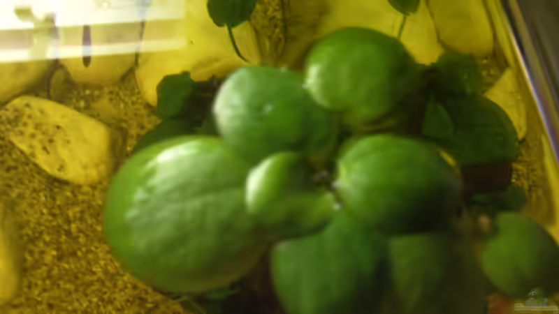 Schwimmpflanze von Michael Bamberger (4)