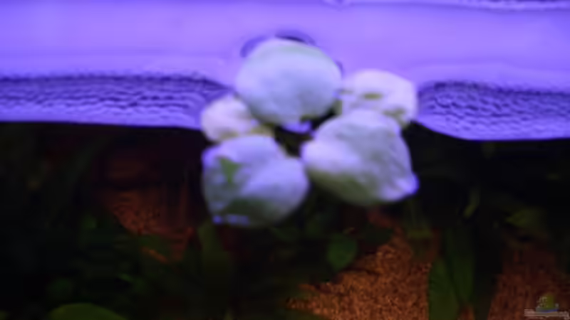 Schwimmpflanze von oben von Hans Holten (7)