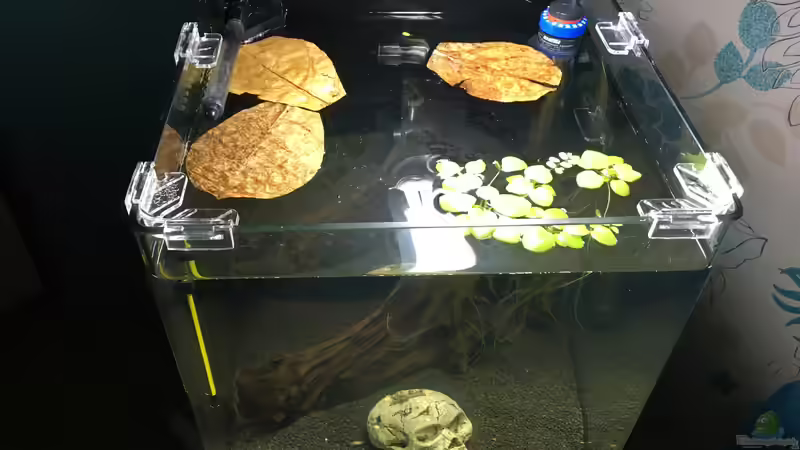 Schwimmpflanzen  von Ottche (13)