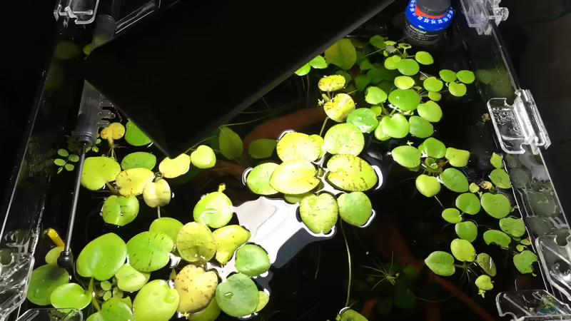 Schwimmpflanzen  von Ottche (17)