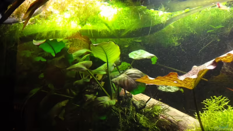 Schwimmpflanzen 18.2.12 von Heiko Stracke (36)