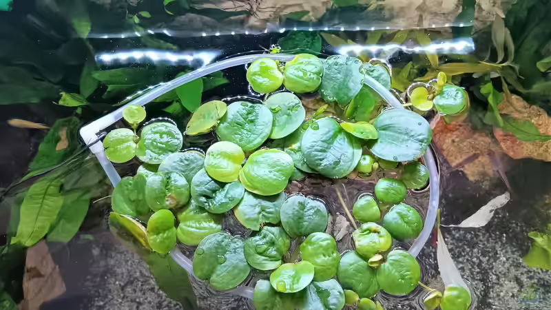 Schwimmpflanzen für das spätere Schaumnest  von odin 68 (39)