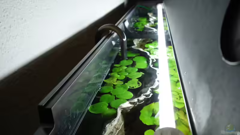 Schwimmpflanzen Sommer 17 von Atacama (17)