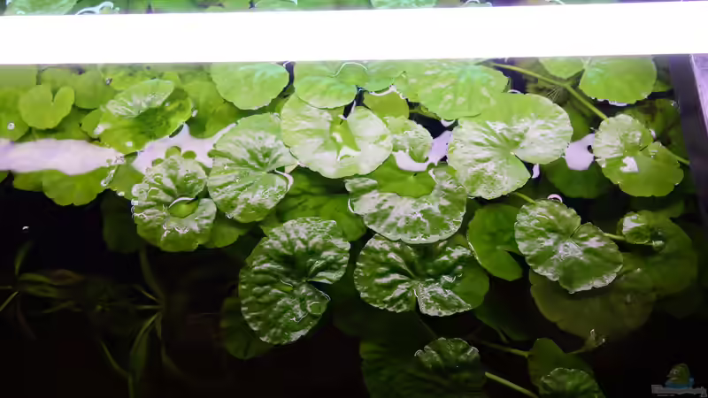 Schwimmpflanzen Sommer 17 von Atacama (18)