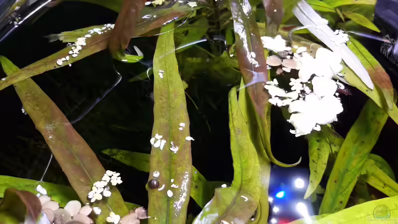 Schwimmpflanzen von Glücksscherbe (6)