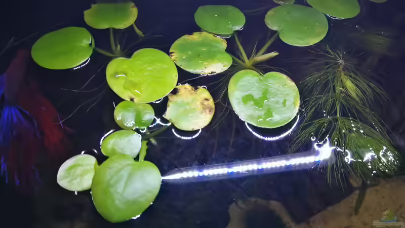 Schwimmpflanzen von gonzi (9)