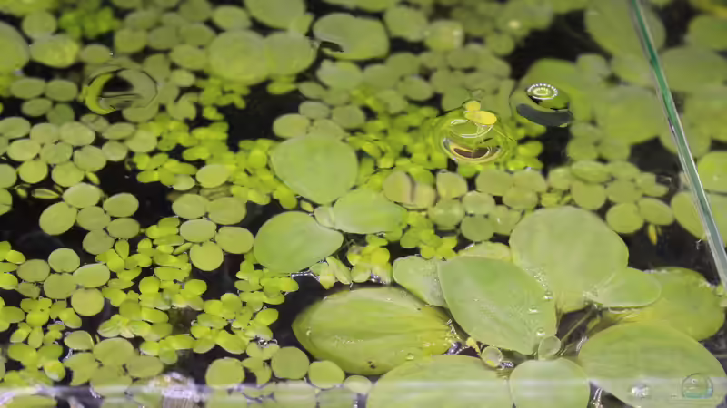 Schwimmpflanzen von LaFrieda (7)