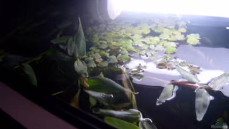 schwimmpflanzen von onil (8)