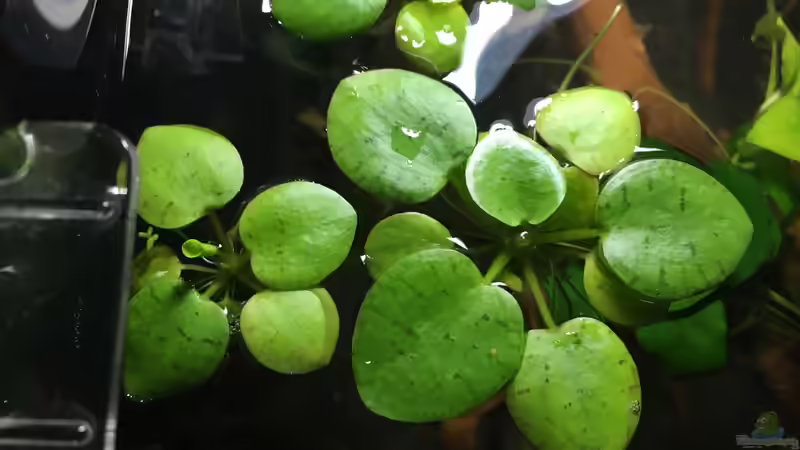 Schwimmpflanzen von Ottche (15)