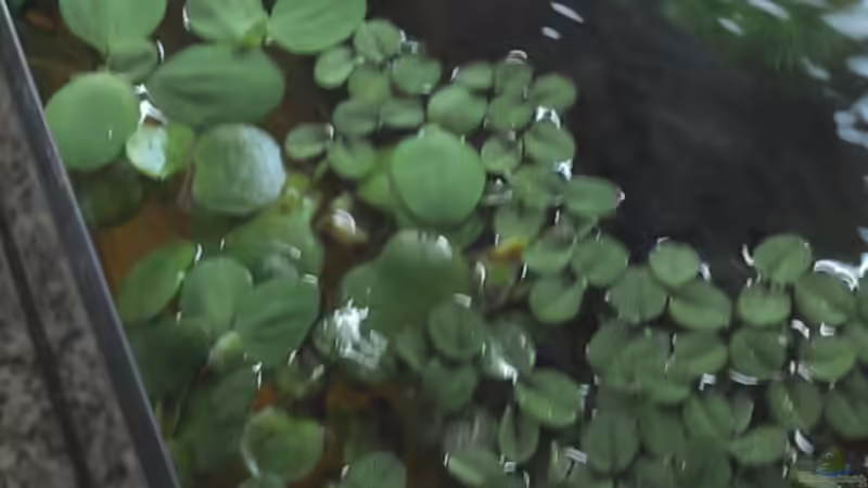 Schwimmpflanzen von Patrick Scheffer (12)