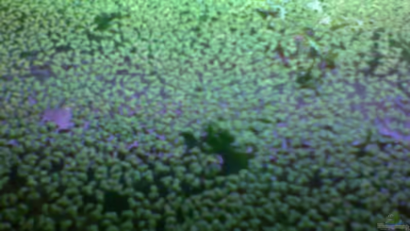 Schwimmpflanzen von ruepel-rocker (3)