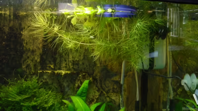 Schwimmpflanzen von Sabine Stark (13)