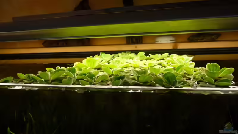 Schwimmpflanzen von Schildi (5)