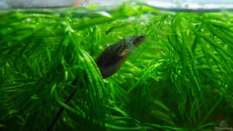 Schwimmpflanzen wie Hornkraut werden gernde zum ´drin rumhängen´ benutzt von Denise83 (10)