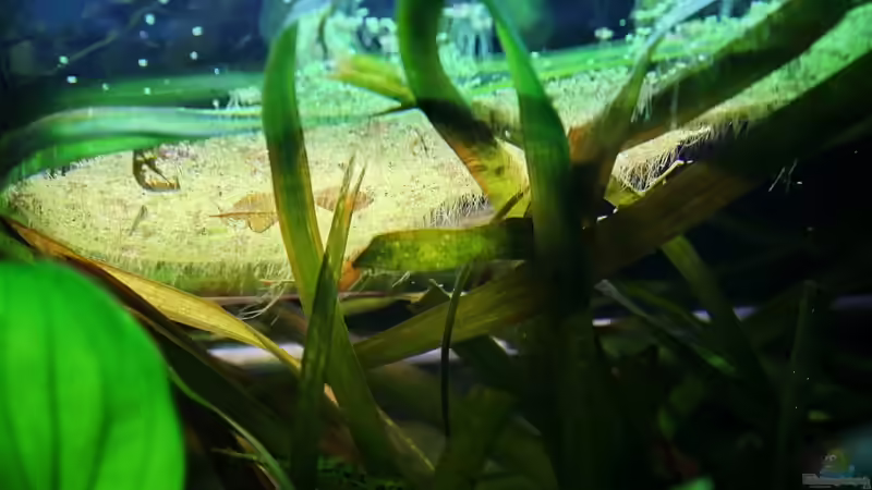 Schwimmpflanzen zum Nester bauen von Sarah (12)