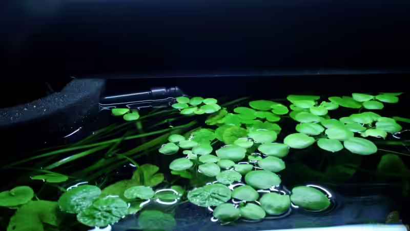 Schwimmpflanzendecke 07.08.11 von oben von ~Marco~ (26)