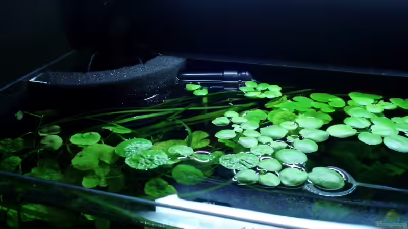 Schwimmpflanzendecke 07.08.11 von oben von ~Marco~ (27)