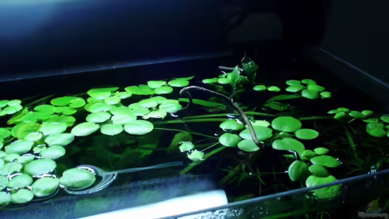 Schwimmpflanzendecke 07.08.11 von oben von ~Marco~ (28)