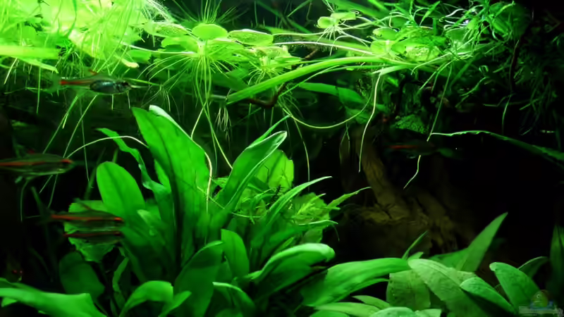 Schwimmpflanzendecke 07.08.11 von unten von ~Marco~ (23)