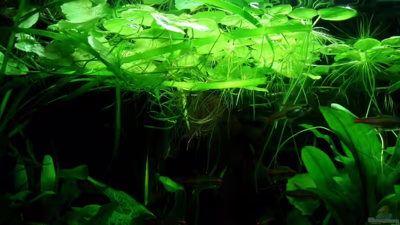 Schwimmpflanzendecke 07.08.11 von unten von ~Marco~ (24)