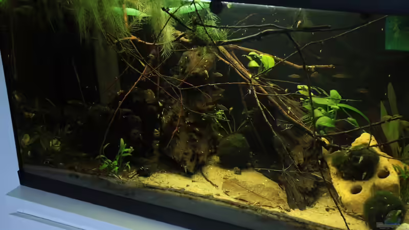 Schwimmpflanzendecke gebändigt von mojita (2)