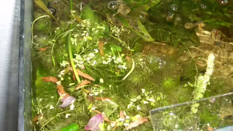 schwimmpflanzendecke von Andre Schumacher (13)