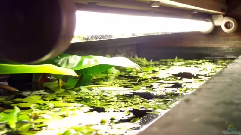 Schwimmpflanzendecke von oben von Misanthrop (6)