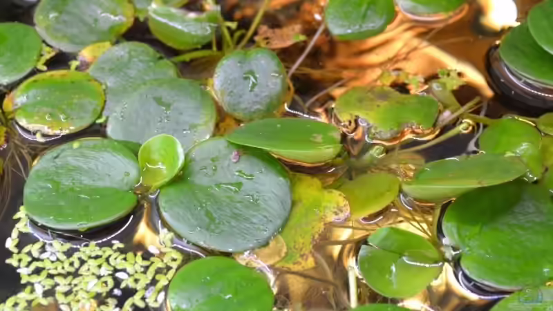 ´Schwimmpflanzenteppich´, bestehend aus südamerikanischem Frochbiss und Wasserlinsen, zur Zeit aber nicht aktuell. von GGuardiaNN (27)