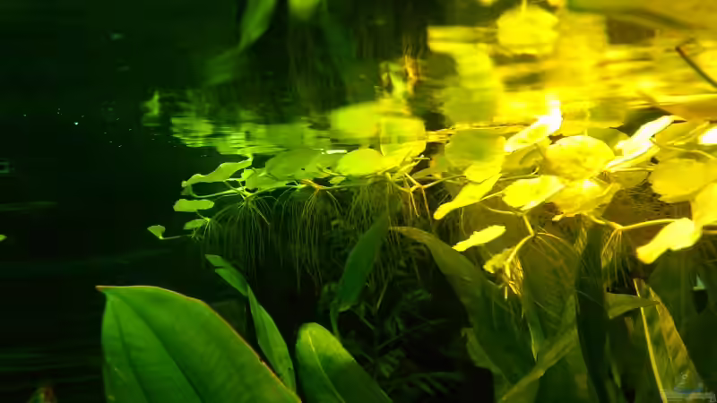 Schwimmplanze 1 von z0oL (9)