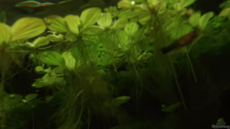 Schwimmplanzendecke von unten von Babsi Aud (25)