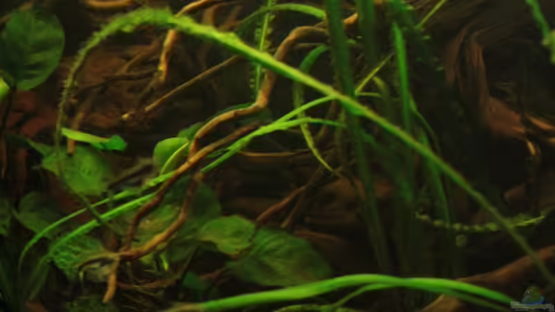 Schwummerige Beleuchtung simuliert ein Blätterdach wie es auch in der Natur so vorkommen von Bämbel (25)