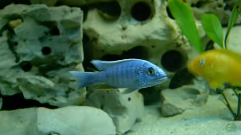 Sciaennochromis fryeri ahli von Steffen Langer (14)