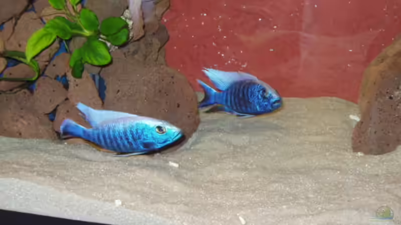 Sciaennochromis fryeri (Ice Berg), Männchen  von Mark Mondl (14)