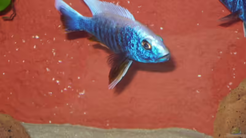 Sciaennochromis fryeri (Ice Berg), Männchen  von Mark Mondl (15)