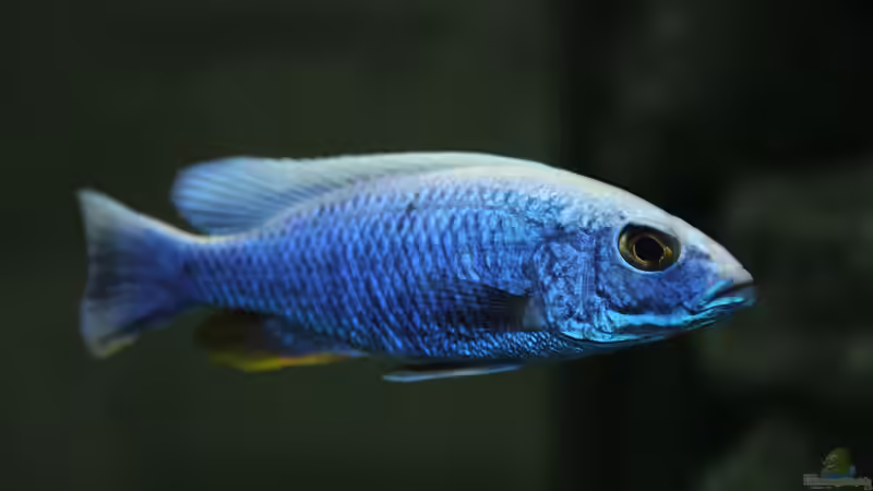 Sciaenochromis	fryeri, Iceberg von Lemans (20)