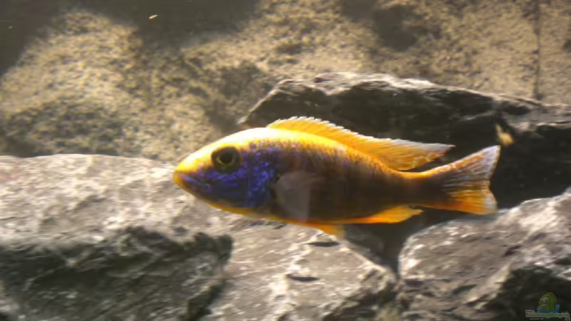 Sciaenochromis  Ahli   von Thomas Dietrich (29)