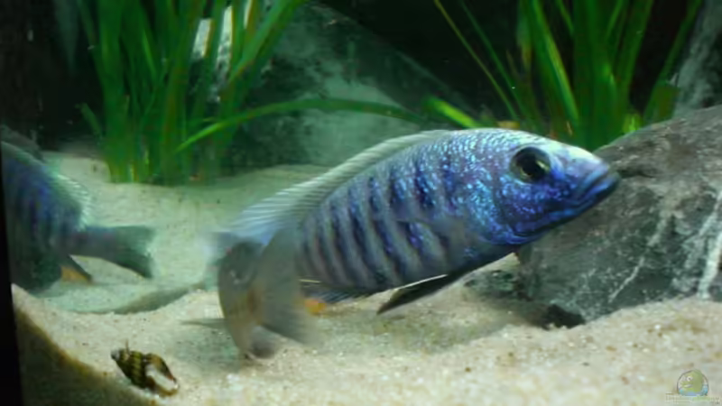 Sciaenochromis  Ahli, Hochzeit   von Thomas Dietrich (39)