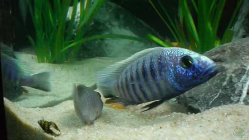Sciaenochromis  Ahli, Hochzeit   von Thomas Dietrich (40)
