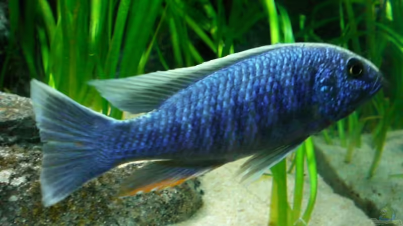 Sciaenochromis  Ahli von Thomas Dietrich (41)
