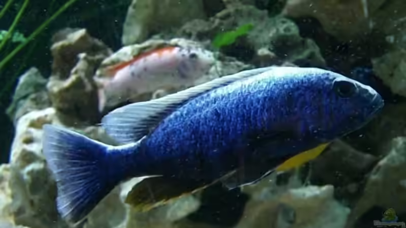 Sciaenochromis ahli ( fryeri ) Bock von Rainer Klettke (12)