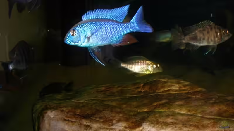 Sciaenochromis ahli Iceberg  von Lars Joergens (22)