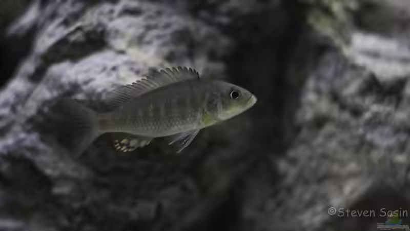 Sciaenochromis ahli (real ahli) von StevenS (40)